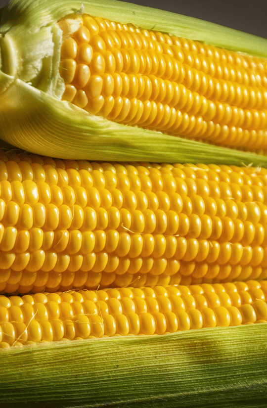 Fresh Maize