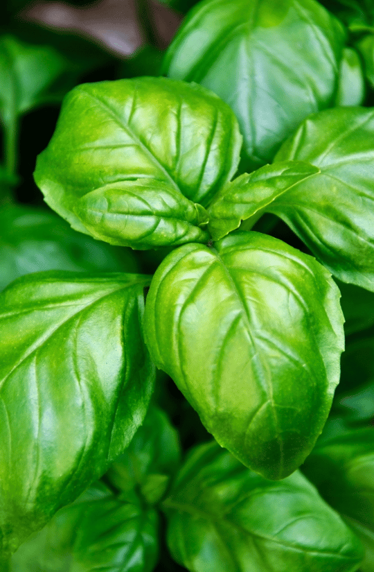 Genovese Basil