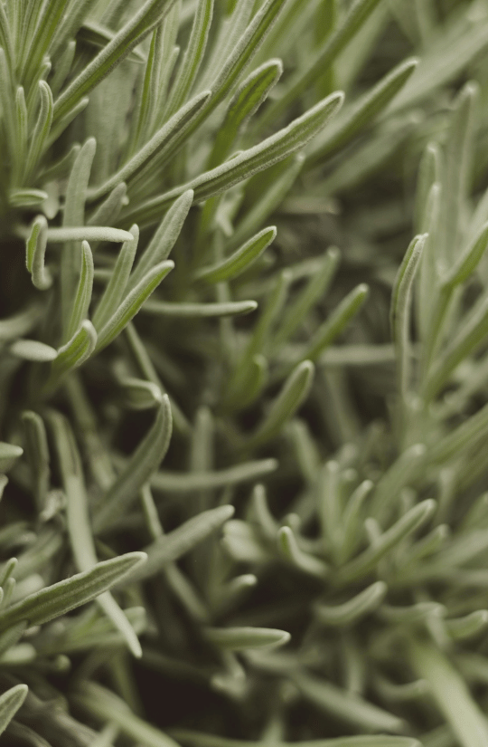 Rosemary Sprigs