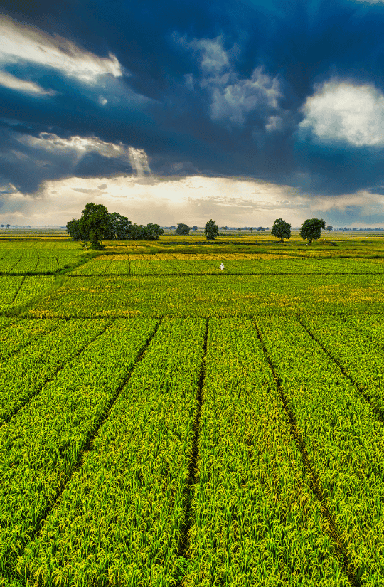 Farmer in the field