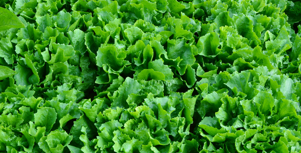 Fresh Vegetables